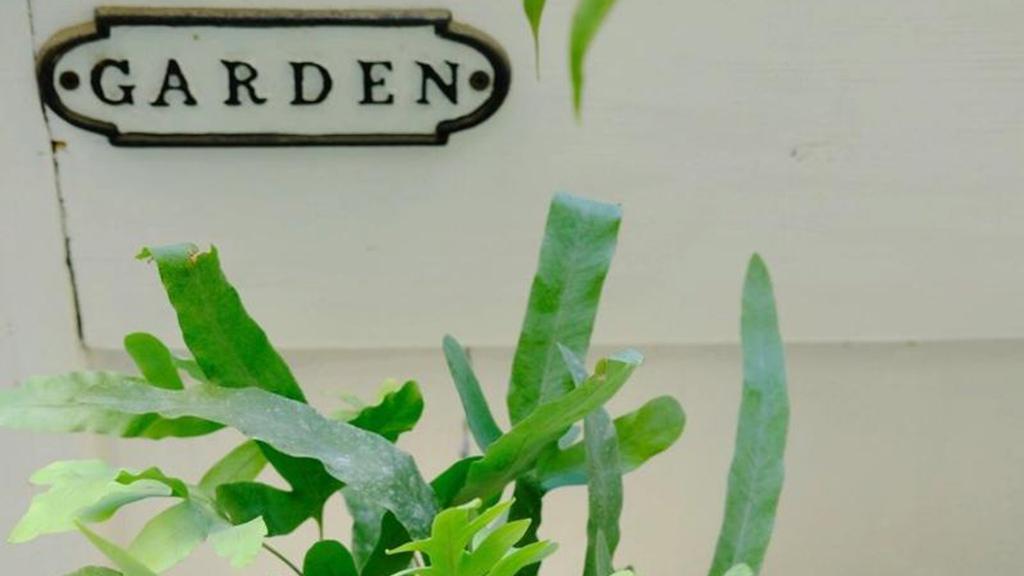 铁线蕨重金属吸附，工业区窗台净化，水培循环系统，铅镉富集系数