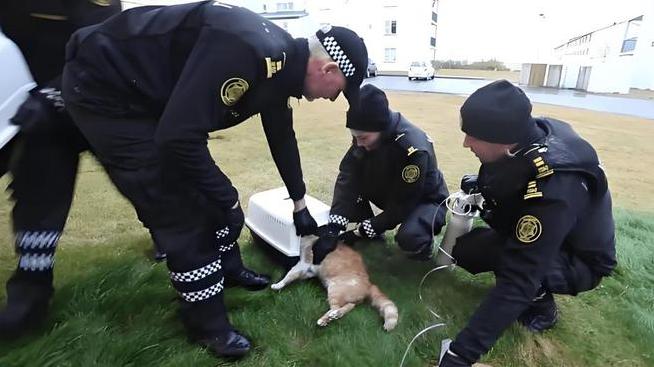此国几十年没小偷，警察日常闲得发慌，最大行动是帮渔民去抢鱼