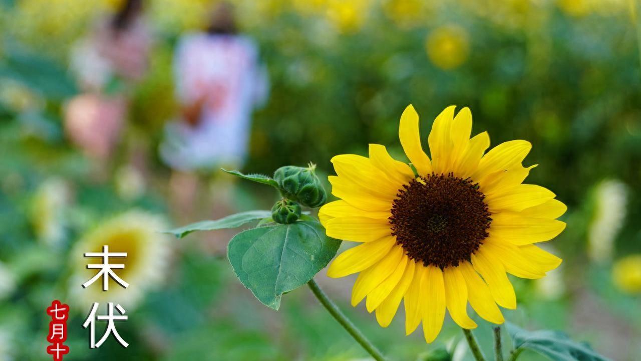 出伏时间快到，“出伏热死牛，数九雪不断”，出伏那天是晴天好？