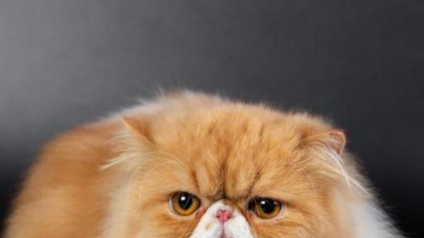 2025宠物空气净化器哪个牌子好？专家教你3招避坑，照着买准没错