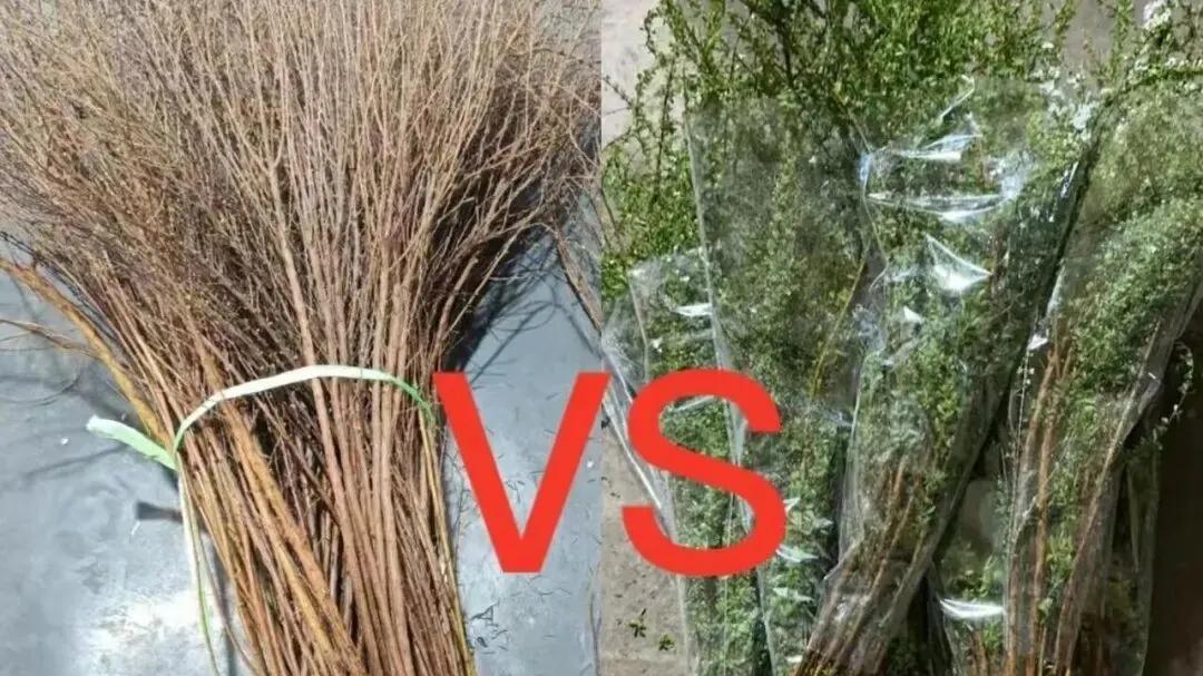 雪柳网购避坑：4个技巧辨别真假，新手也能养出飘雪美景