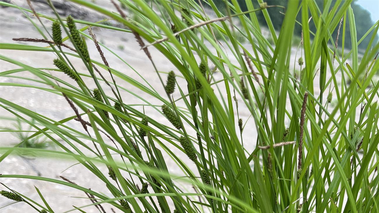 花草世界之285：异鳞薹草