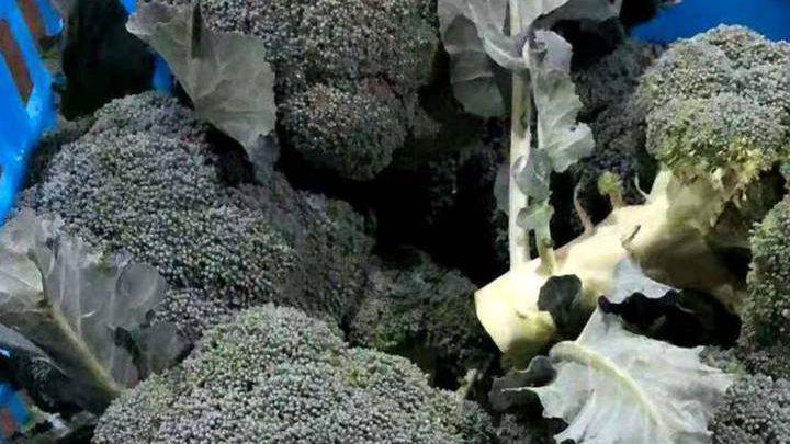 有机西兰花种植技术要点，认证流程详解，提升效益关键措施