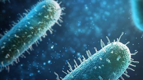 冬季“以菌抑菌”施肥法：枯草芽孢杆菌防治土传病害实操