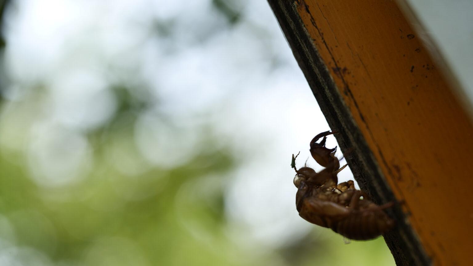 适马Sigma 70mm F2.8 DG MACRO | Art 评测