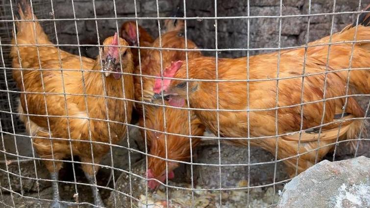 散养土鸡选种要点，掌握这些，品质优良受青睐