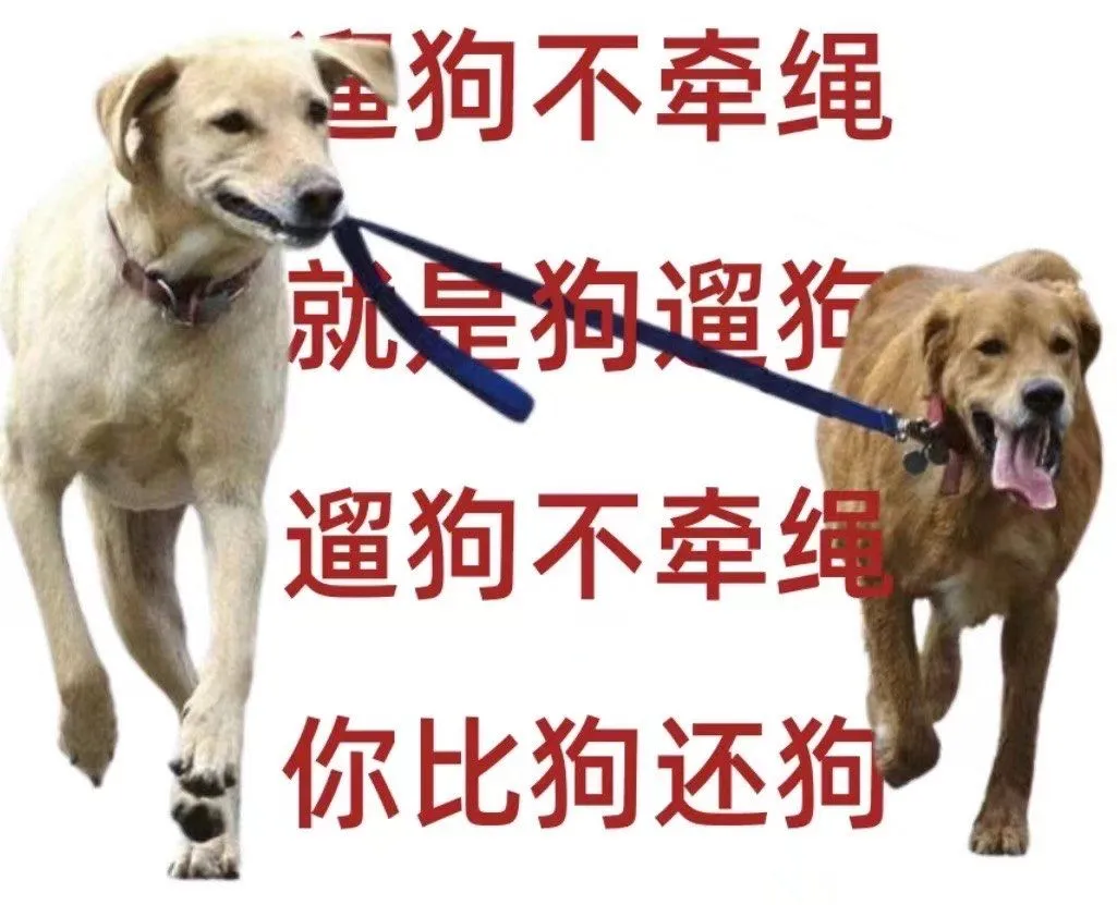 喜大普奔，明年开始遛狗不牵绳将成为违法行为了