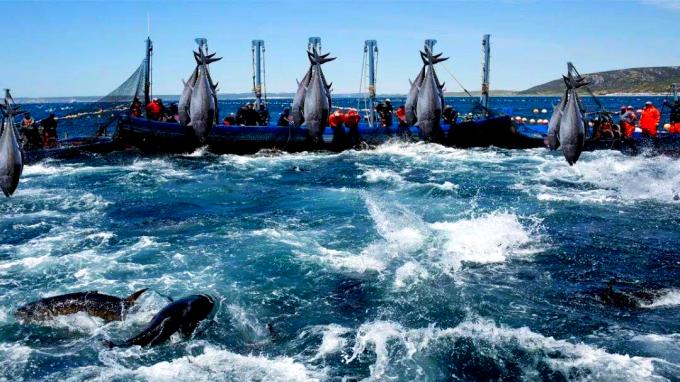 格韬杨红伟就某网络大V被远洋捕捞涉非法经营罪成功辩护全案撤案