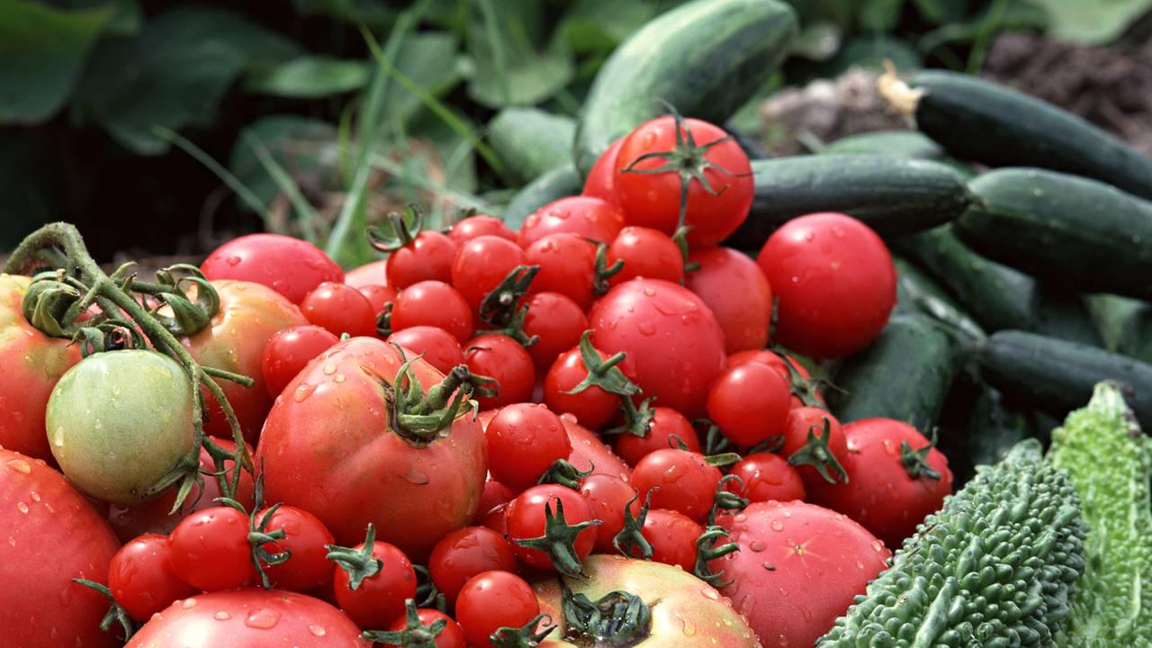 葡萄果穗整形技术，疏粒标准与操作规范，提升商品等级