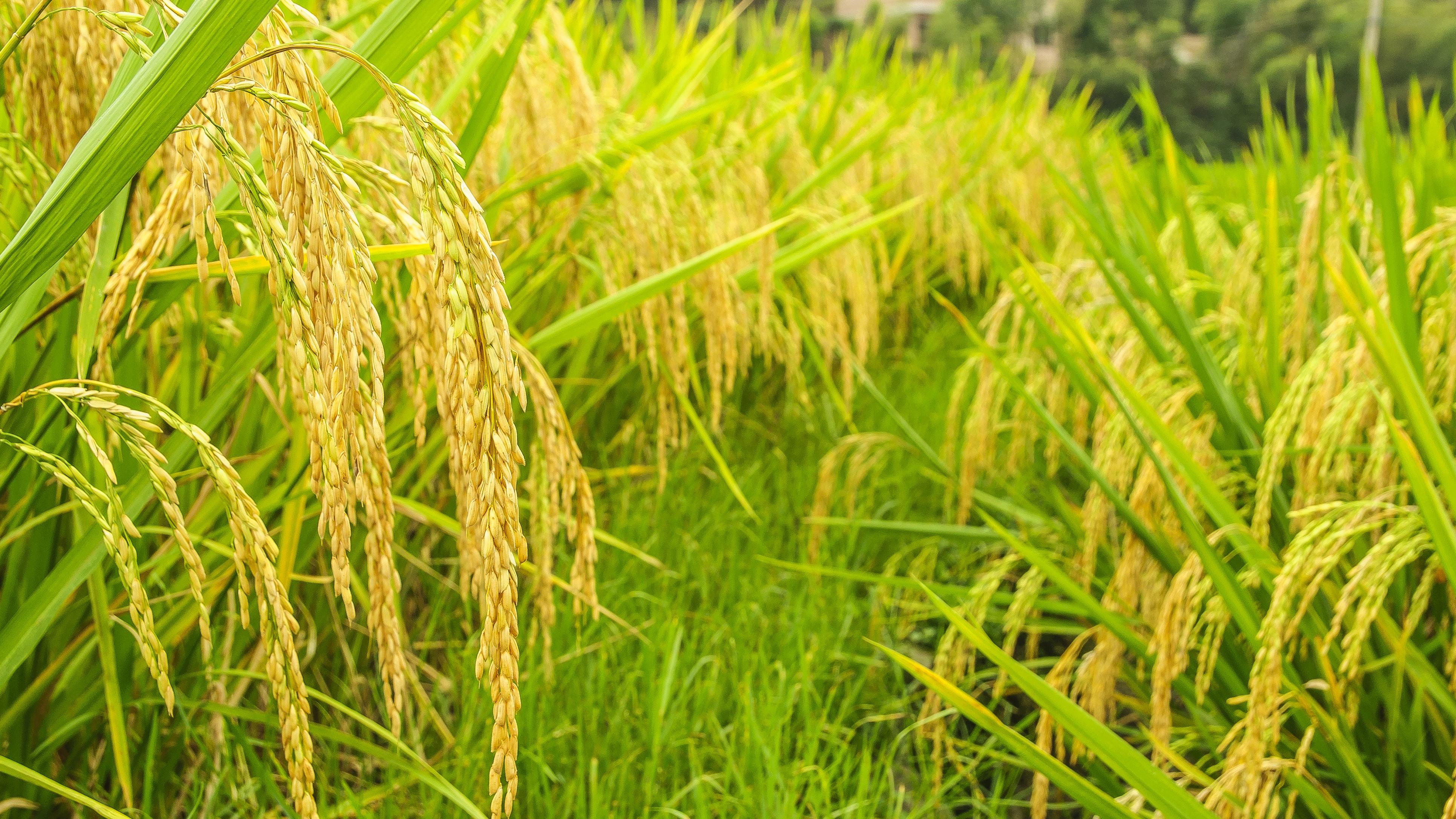 乌克兰和平计划的暗流