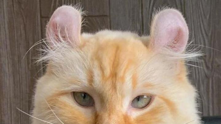 卷耳猫玩具选择指南，益智玩具推荐，宠物训练技巧交流，美国物理艺术作品中猫物