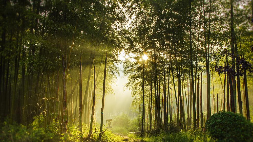 竹子为什么很少看到开花 开花又代表什么意义呢？