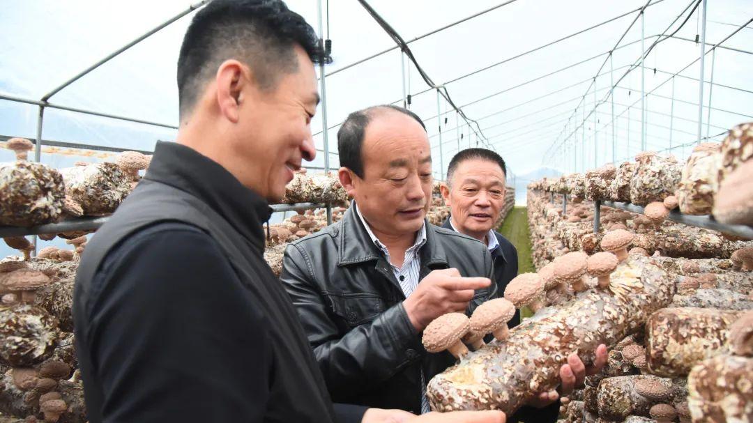 临县举办香菇种植技术培训会