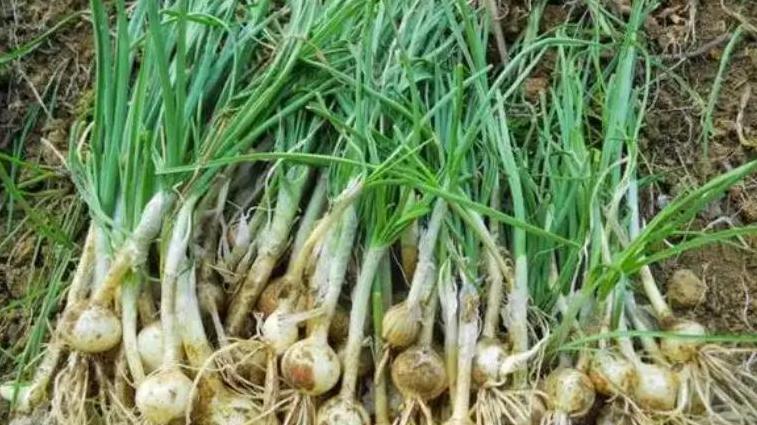 都说4月野菜最好吃，这10种你尝过了吗？