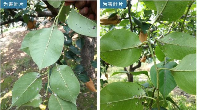 梨树种植管理，气温回升梨木虱防治，科学方法你用对了吗？