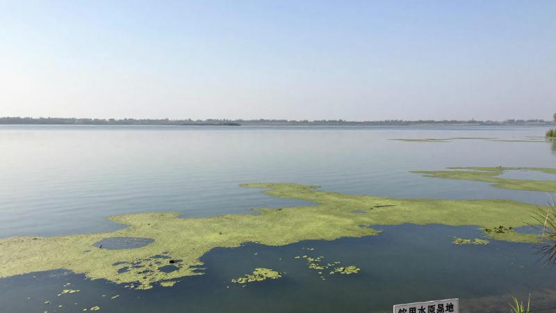 基于荧光法的便携式水质叶绿素A分析仪现场监测解析