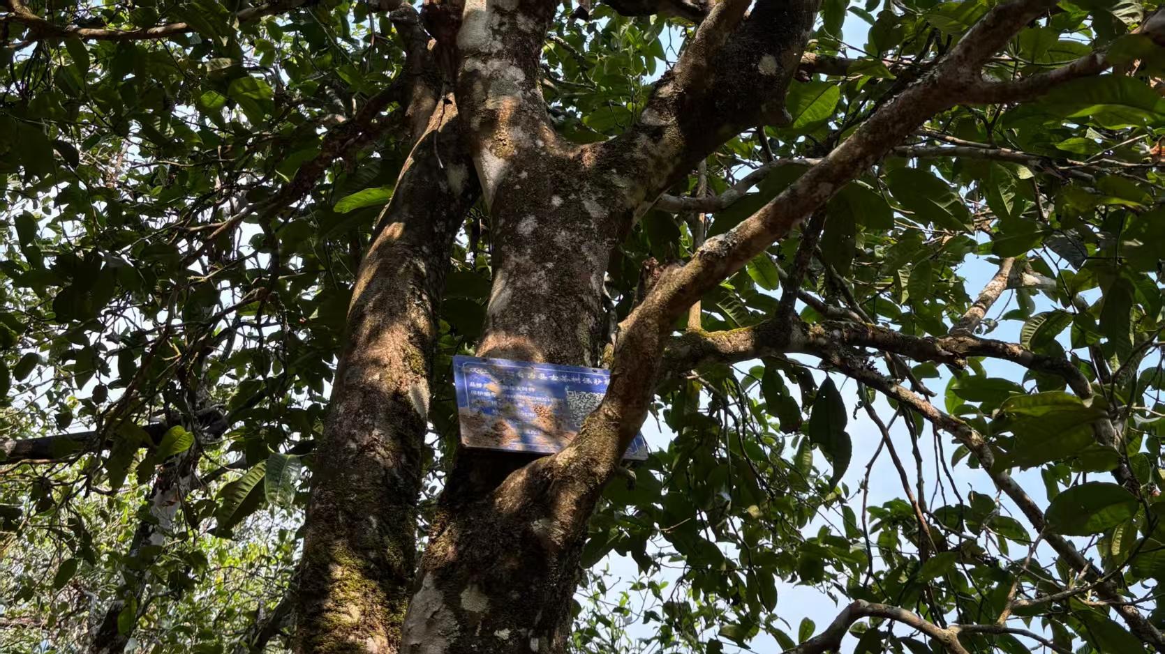 直播砍价后遗症：茶农背刺茶商后，连古树春茶都大积压了！