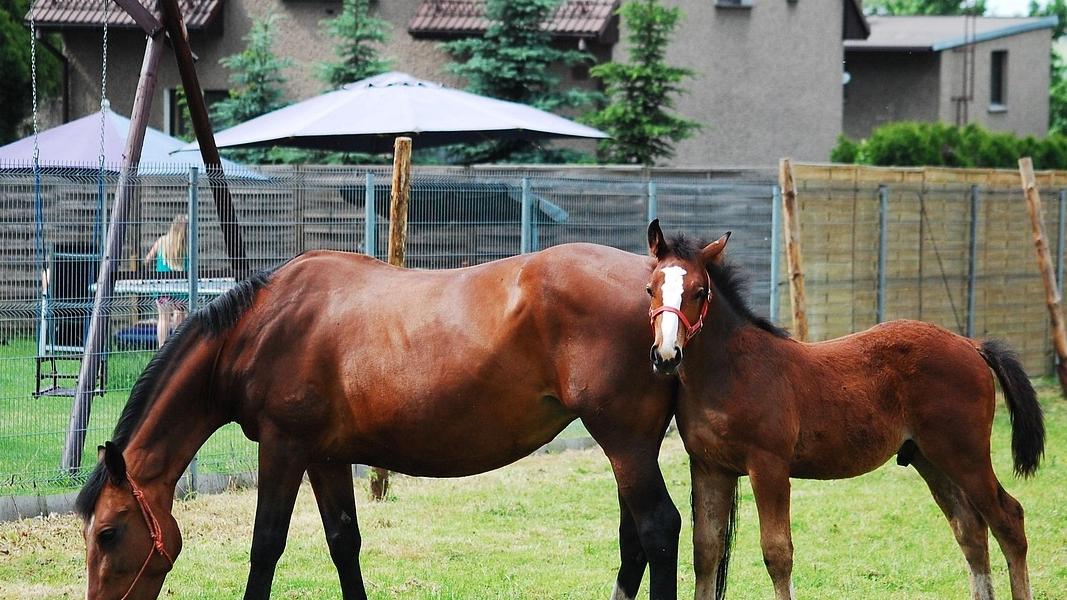 奇葩！印度一男子性侵马匹被捕！监控拍下全过程