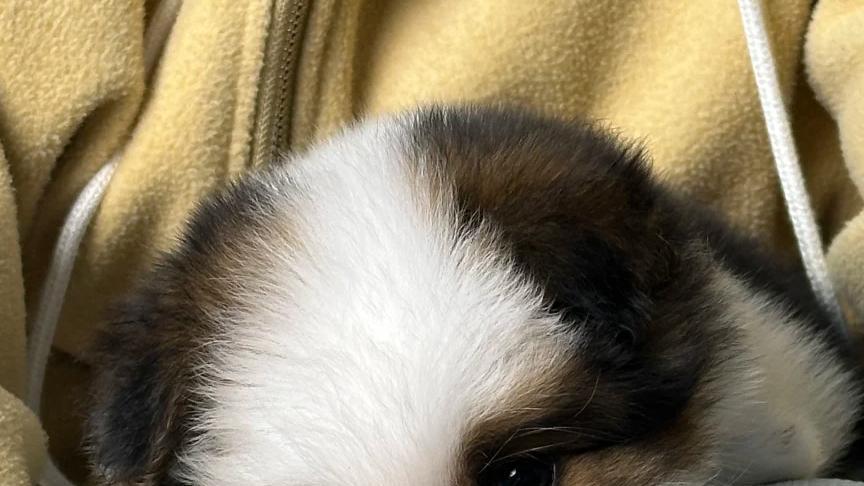 狗粮牌子哪个好一点又便宜？3款平价中高端狗粮品牌推荐