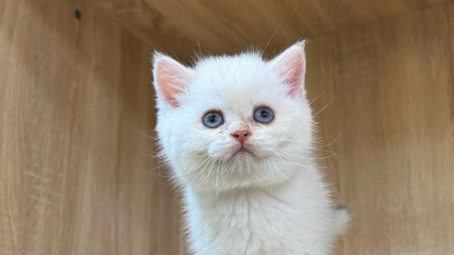 宠物空气净化器哪个牌子好？2025年3款适合养宠家庭好物分享