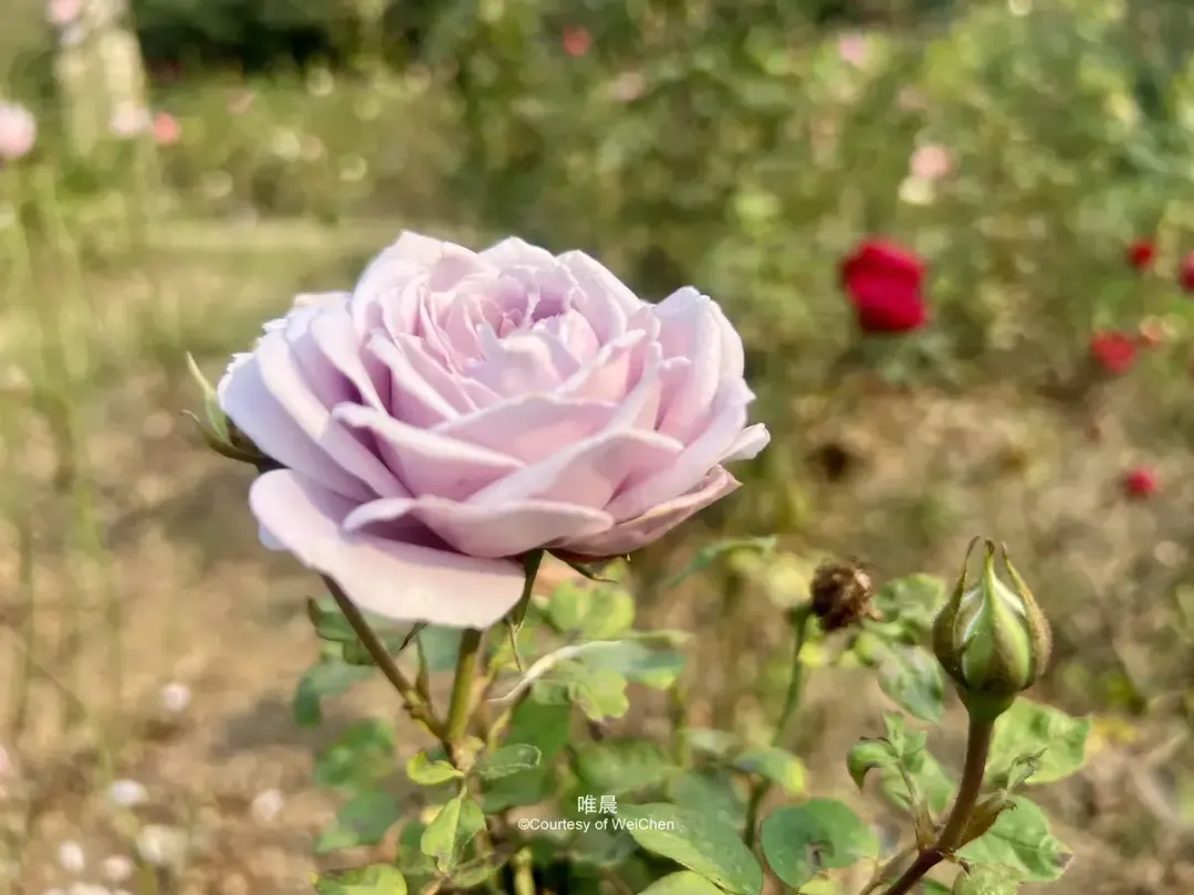 如果子女三十多岁还不找对象，说明了家庭中的两大问题，不可轻视