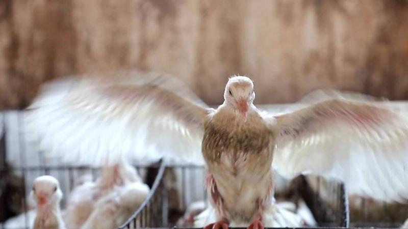 新手不知鸽子换羽期护理，羽毛脱落异常，影响飞行能力