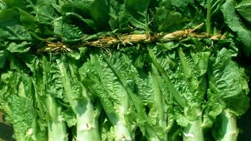 青笋是莴苣吗？苔干是不是莴苣制作而成的？虽为同祖，但各有名分