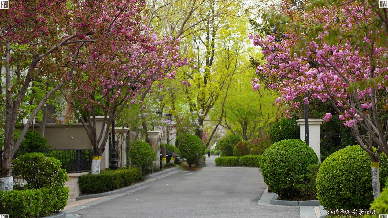 步步春晖 嘉邻畅跑 第四届润泽御府“母亲节”环园健跑赛即将启幕