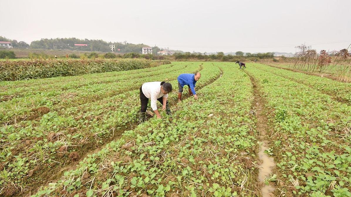 油菜种植：直播还是育苗移栽更高产？