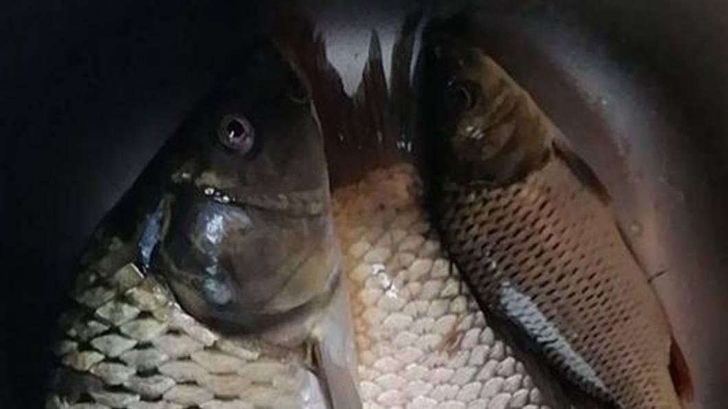 寄生虫卵检测技术要点解析，流水养鲤鱼病害防治措施，加工标准化与转行农户指导