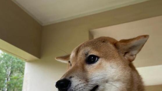 狗狗飞机耳表示害怕吗？多重含义解读