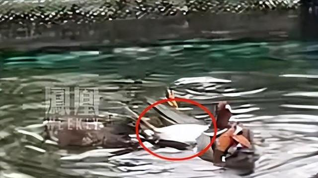 西湖鸳鸯被打死后续：目击者发声，男子身份被扒，民警追了3城市