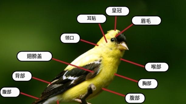 宠智灵科技推出精准鸟类识别功能，助力鸟类宠物管理智能化