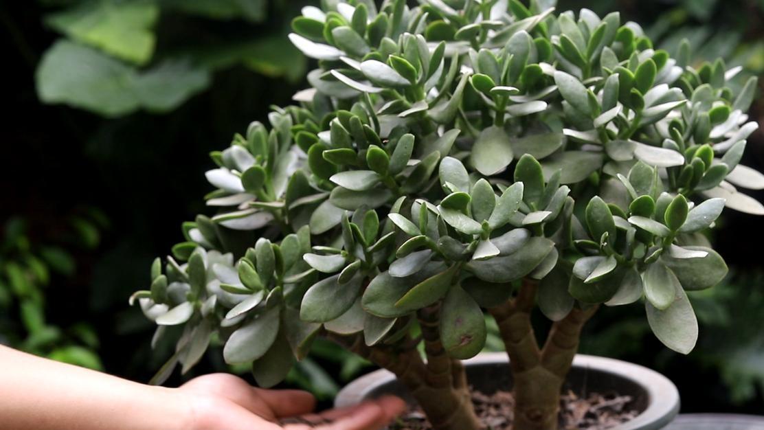 修剪玉树有讲究：时间、方法、注意事项，教你轻松养成“大老桩”！