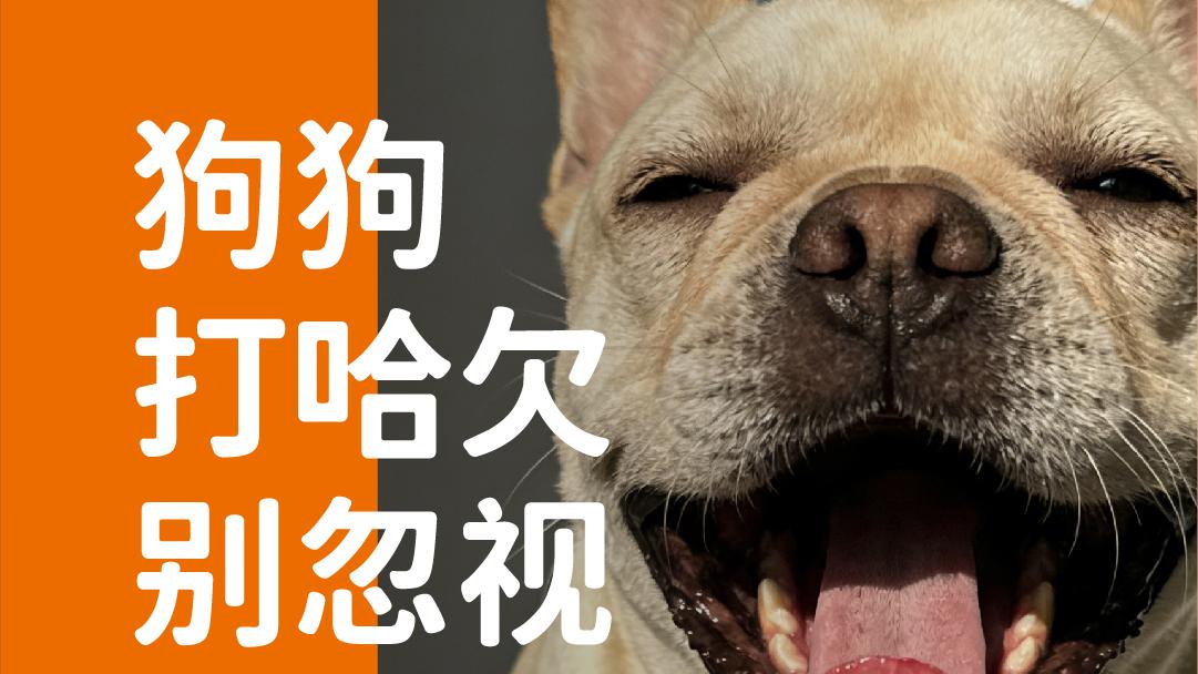 象乡宠物食品 | 狗打哈欠别忽视