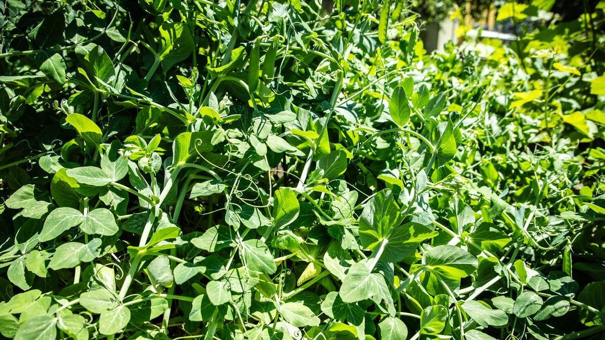 豌豆开春后怎么管？一篇文章教你做好管理