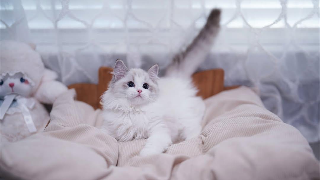 猫咪便秘的3个典型信号，如何拯救那“蹲到怀疑猫生”的毛孩子呢