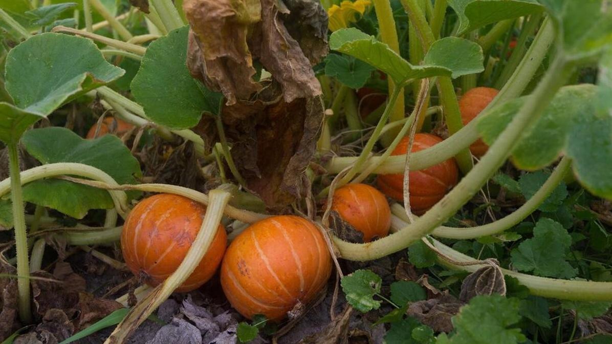 黄瓜、南瓜、丝瓜等瓜菜掉瓜原因揭秘，这样种瓜稳如泰山