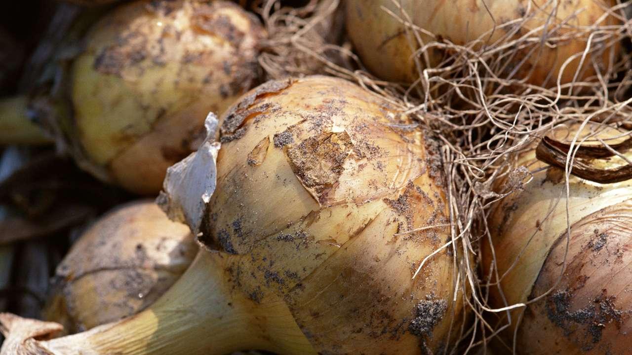 菜瓜七月繁殖记，真实记录，地域温差控，繁殖成功率高