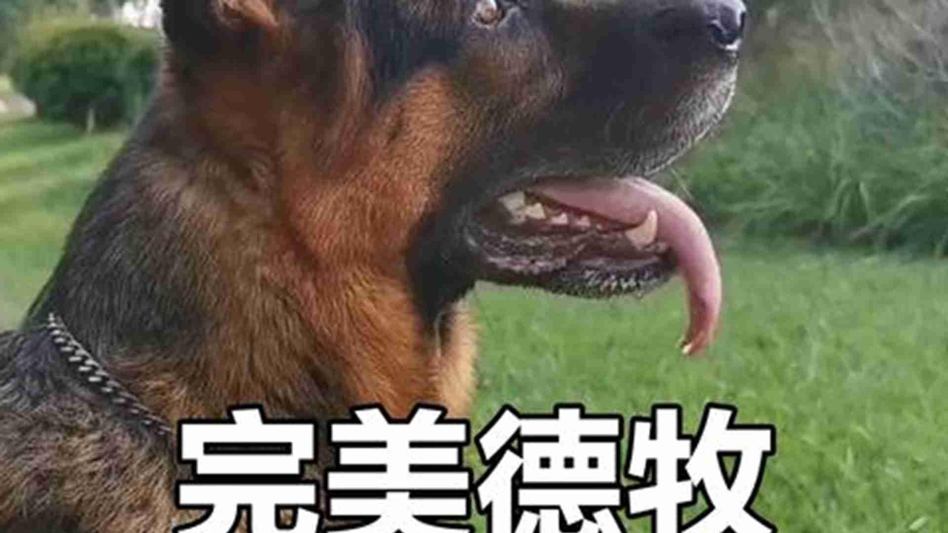 老年犬认知衰退，山区干预方案，德牧犬游戏，难度分三级