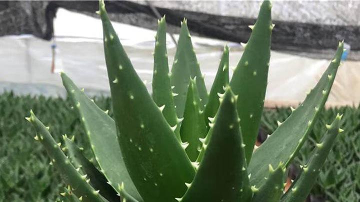 仙人掌刺座清洁核心要点，阳台暴晒环境管理，十五天浇灌周期，季节养护避坑指南