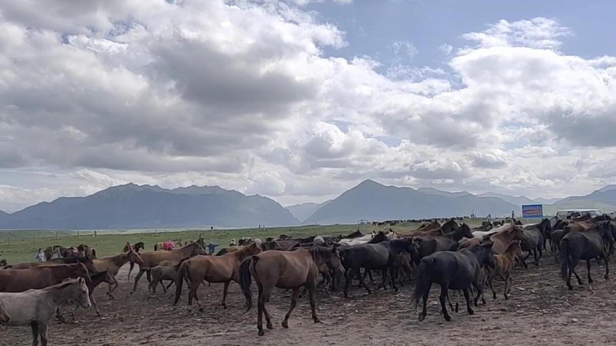 选择杂交马种的独特优势，融合优良特性，养殖高效化