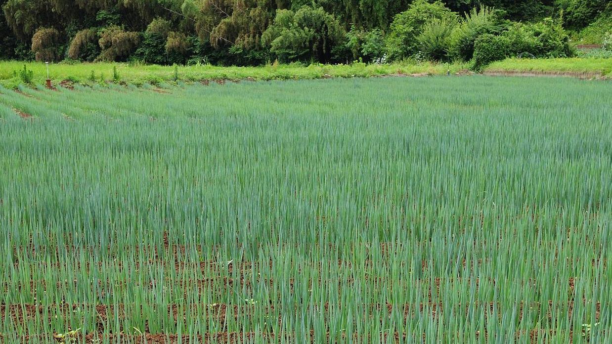 三伏天种菜，这些管理措施你知道吗？