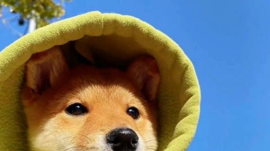 优质狗粮前十排行榜，质量好的狗粮品牌红榜大推荐，快来看