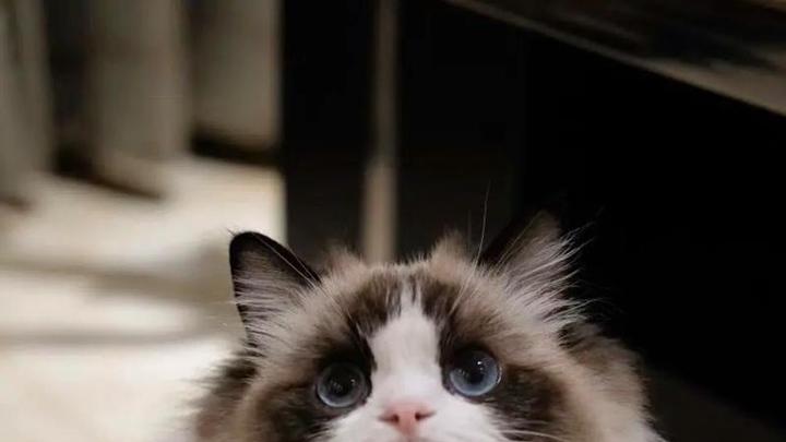 长毛暹罗猫和布偶猫的区别是什么？