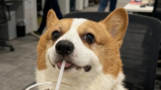 成年柯基一天吃多少狗粮，吃多少才好？很多人都喂错了！