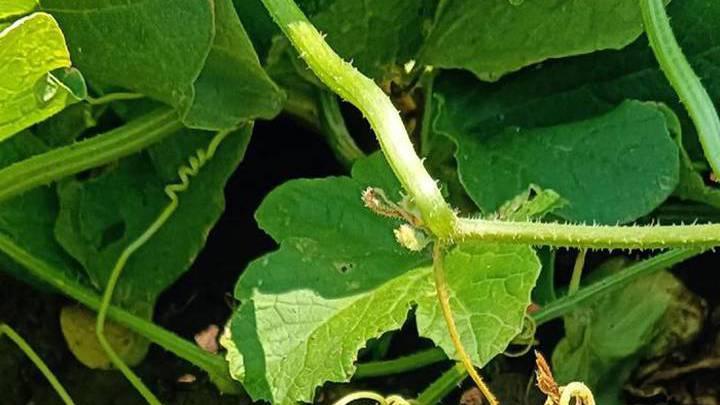 火山岩地微量元素富集，精准配肥提升哈密瓜品质，超声波冷储保鲜技术应用