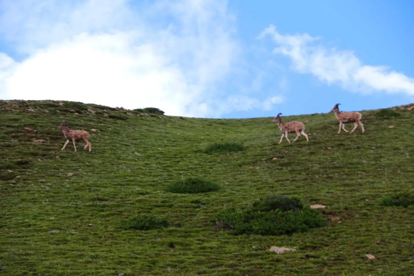 最激动人心的偶遇，最野生的野生动物（结伴而行）