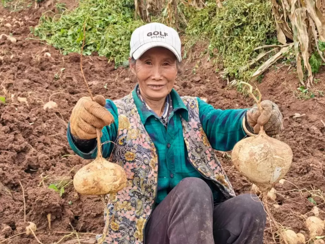 川滇明珠会东嘎吉镇土瓜丰收，特色农业发展举措助力农户增收致富