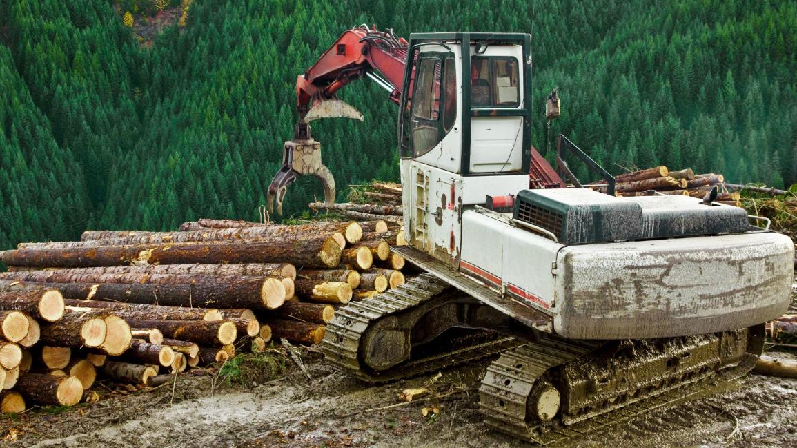 软木出口格局生变：抢救采伐致供应赤字，中国市场进口腰斩